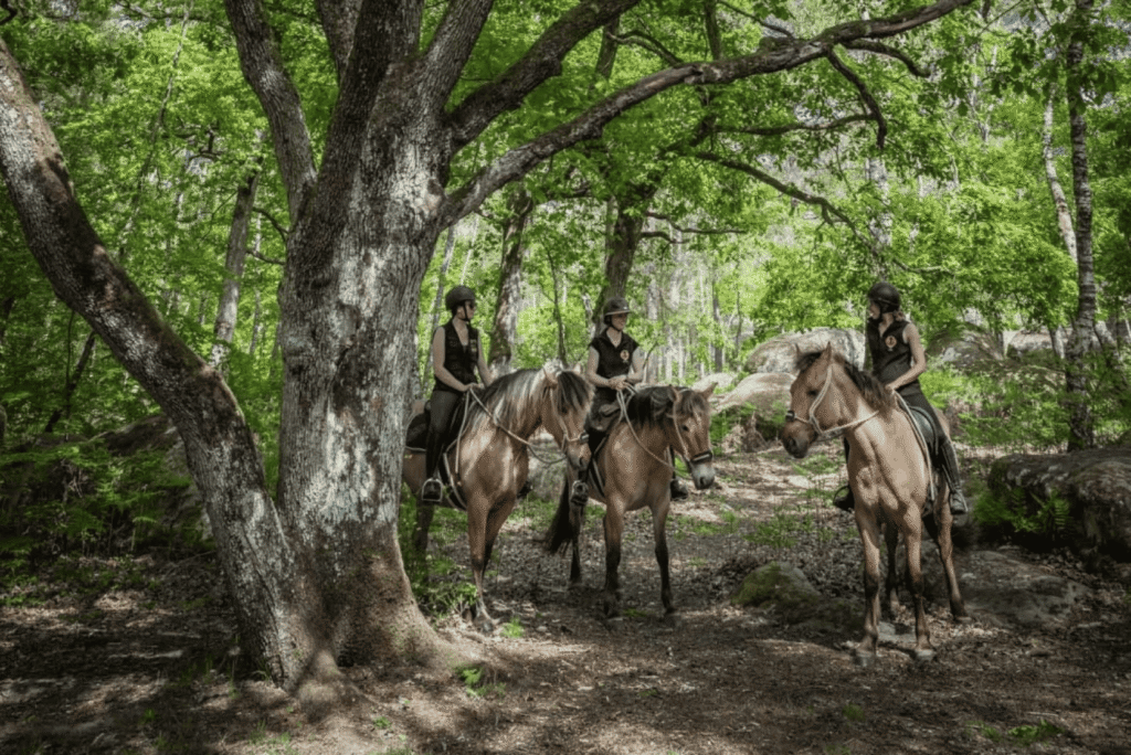 Balade à cheval à Fontainebleau