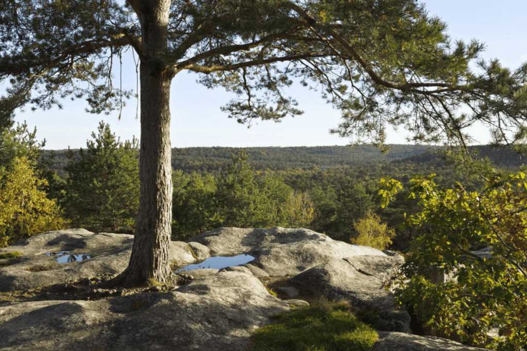 Forêt de Fontainebleau